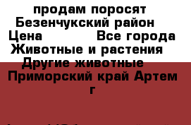 продам поросят .Безенчукский район  › Цена ­ 2 500 - Все города Животные и растения » Другие животные   . Приморский край,Артем г.